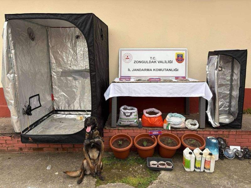 Çaycuma'da jandarmadan uyuşturucu serasına baskın: 2 tutuklama Çaycuma'da jandarmadan uyuşturucu serasına baskın: 2 tutuklama